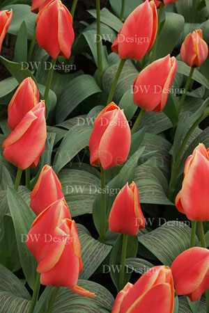 tulip calypso